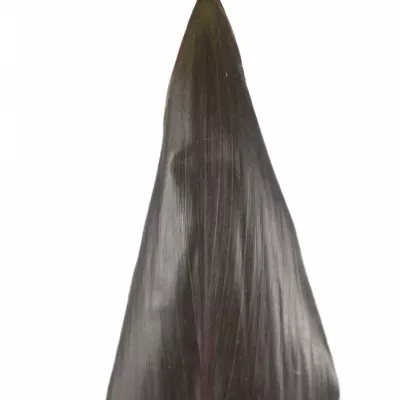 CORDYLINE BLACK TIE 60cm