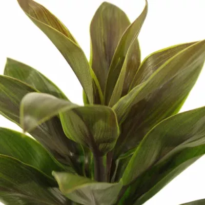 CORDYLINE COMPACTA GREEN