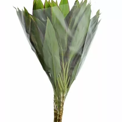 CORDYLINE GREEN RED EDGE TOPS 50cm