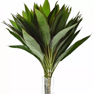 CORDYLINE GREEN RED EDGE TOPS 50cm