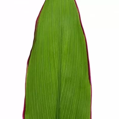 CORDYLINE GREEN RED EDGE TOPS 50cm