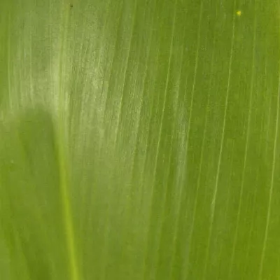 CORDYLINE GREEN TIE 60cm