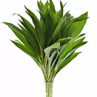 CORDYLINE SNOW WHITE 60cm