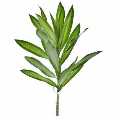 CORDYLINE SONG OF JAMAICA 45cm