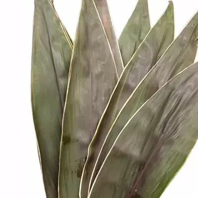 CORDYLINE TIP LEAF PINK DIAMOND