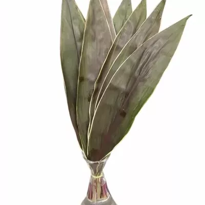 CORDYLINE TIP LEAF PINK DIAMOND