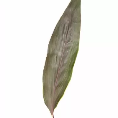 CORDYLINE TIP LEAF PINK DIAMOND