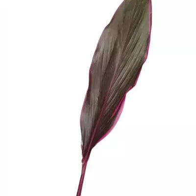 CORDYLINE TIP LEAF TANGO