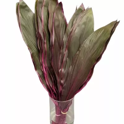 CORDYLINE TIP LEAF TANGO