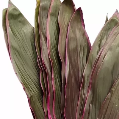 CORDYLINE TIP LEAF TANGO