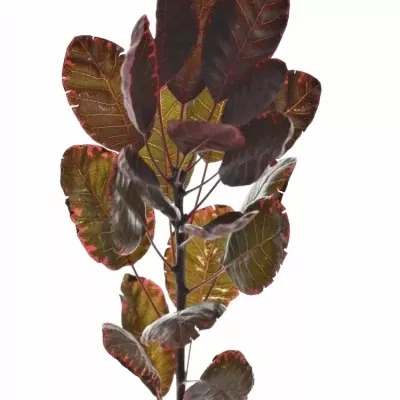 COTINUS ROYAL PURPLE 40cm