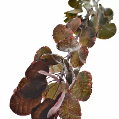 COTINUS ROYAL PURPLE 40cm