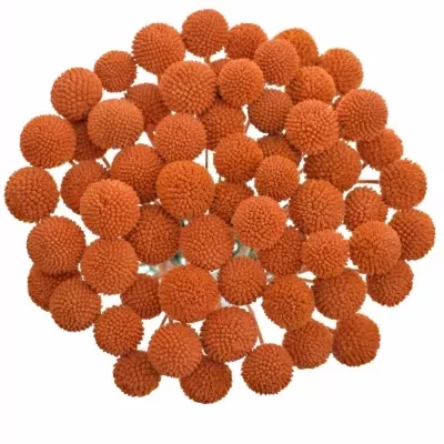 CRASPEDIA ORANGE 60cm