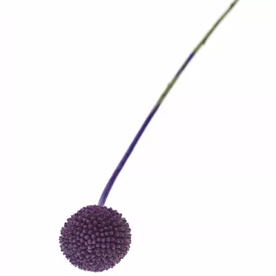 CRASPEDIA PURPLE 60cm