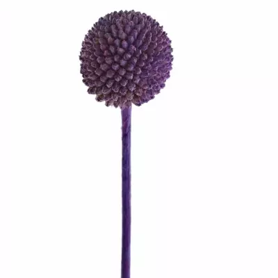 CRASPEDIA PURPLE 60cm