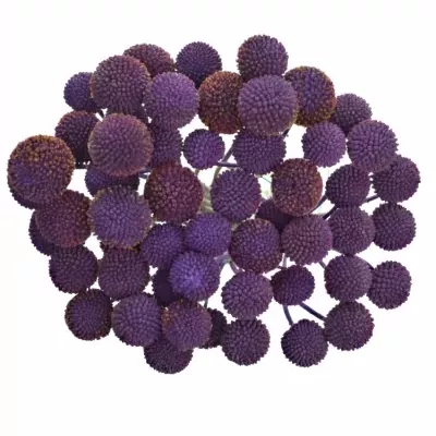 CRASPEDIA PURPLE 60cm