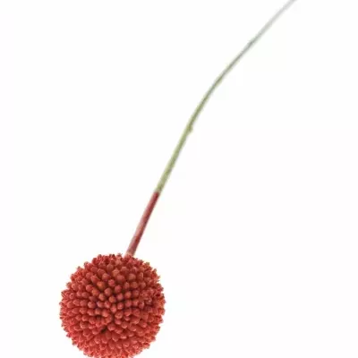 CRASPEDIA RED 60cm