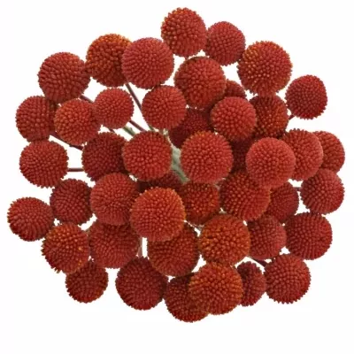 CRASPEDIA RED 60cm