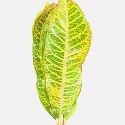 CROTON BLAD 40cm