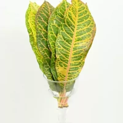 CROTON BLAD 40cm