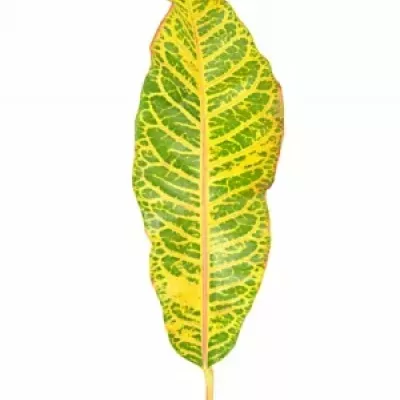 CROTON BLAD 40cm