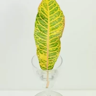 CROTON BLAD 40cm