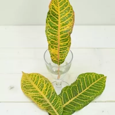 CROTON BLAD 40cm