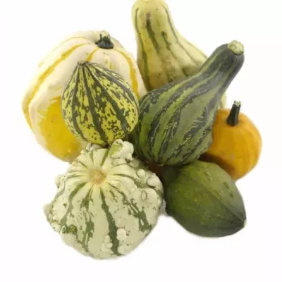 CUCURBITA MAYA MIX