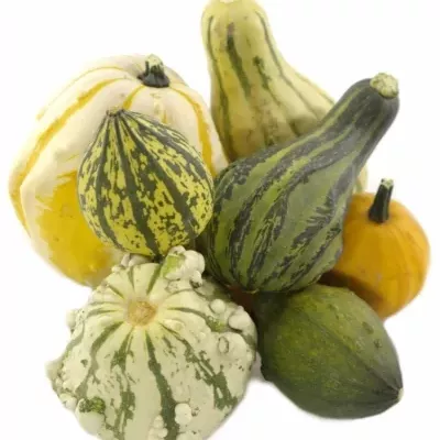 CUCURBITA MAYA MIX