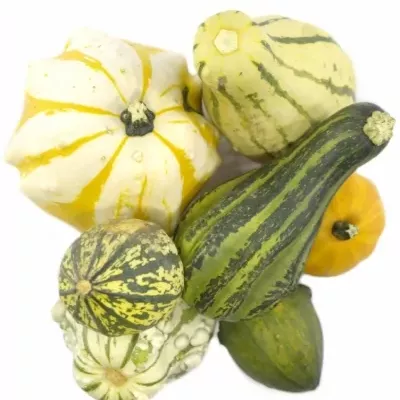 CUCURBITA MAYA MIX