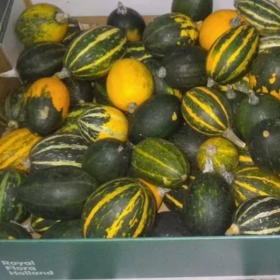 CUCURBITA MIX x100