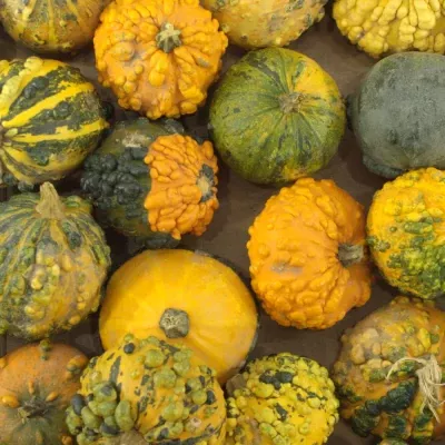 CUCURBITA PEPO MIX