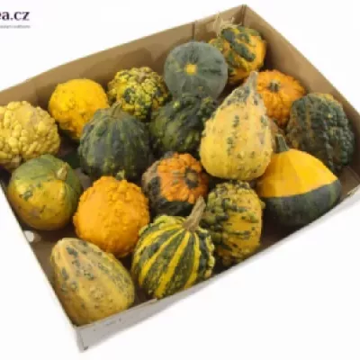 CUCURBITA PEPO MIX x40 Ø8cm