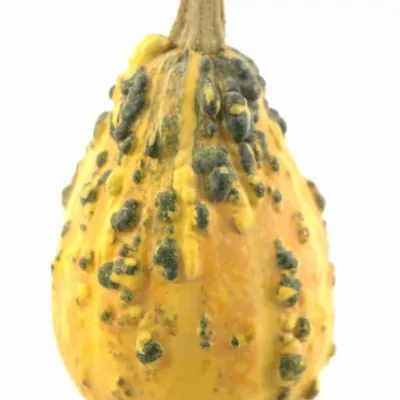 CUCURBITA PEPO MIX x40 Ø8cm