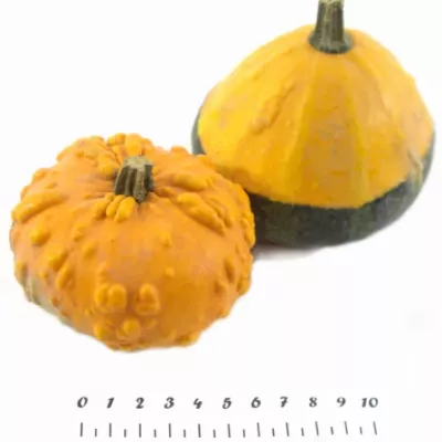 CUCURBITA PEPO MIX x40 Ø8cm