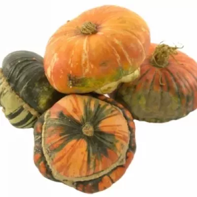 CUCURBITA TURKS TURBAN MIX x6