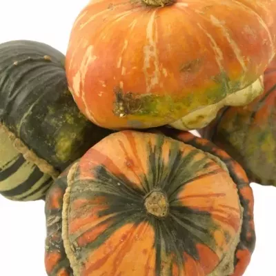 CUCURBITA TURKS TURBAN MIX x6