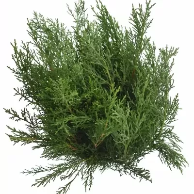 CUPRES SEMPERVIRENS 50cm