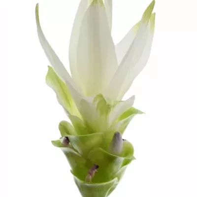 CURCUMA AL SIAM SHINE 50cm