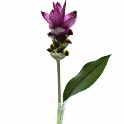 CURCUMA ALISMATIFOLIA SIAM SOUL 50cm