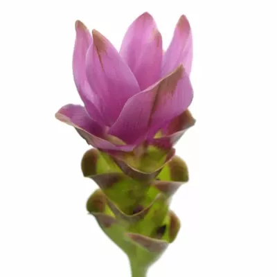 CURCUMA SIAM SHADOW