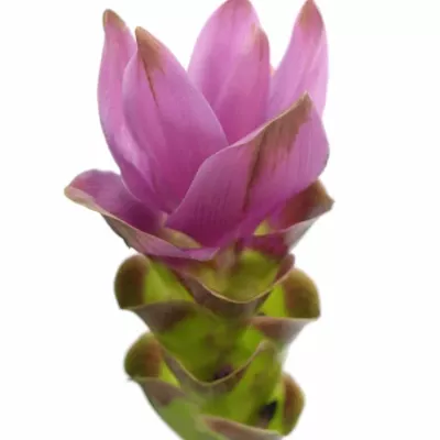 CURCUMA SIAM SHADOW