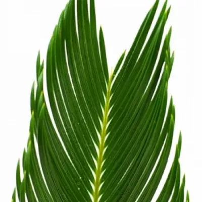 CYCAS 50cm