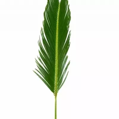 Cycas 50cm