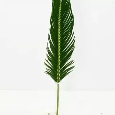 Cycas 50cm