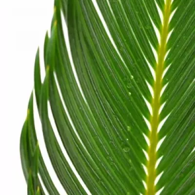 Cycas 50cm