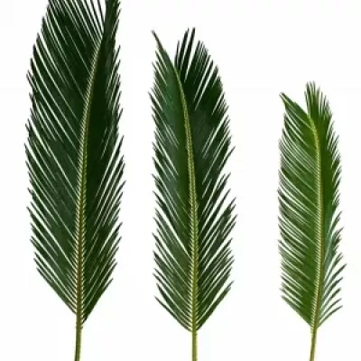 Cycas 50cm