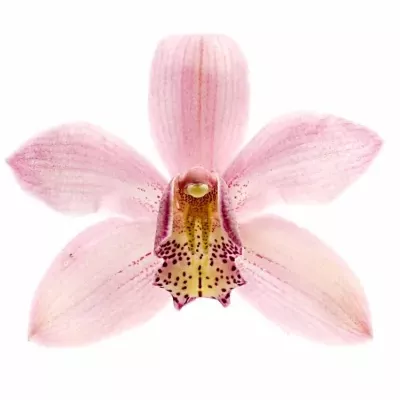 Orchidea Fellini 50cm