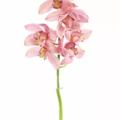 Orchidea Fellini 50cm