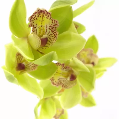 Orchidea HONEY GREEN MELISSA 50cm